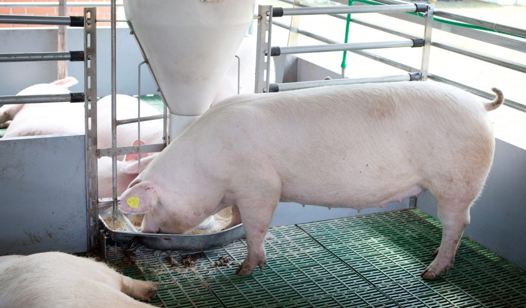 domestic pig eating from self feeder