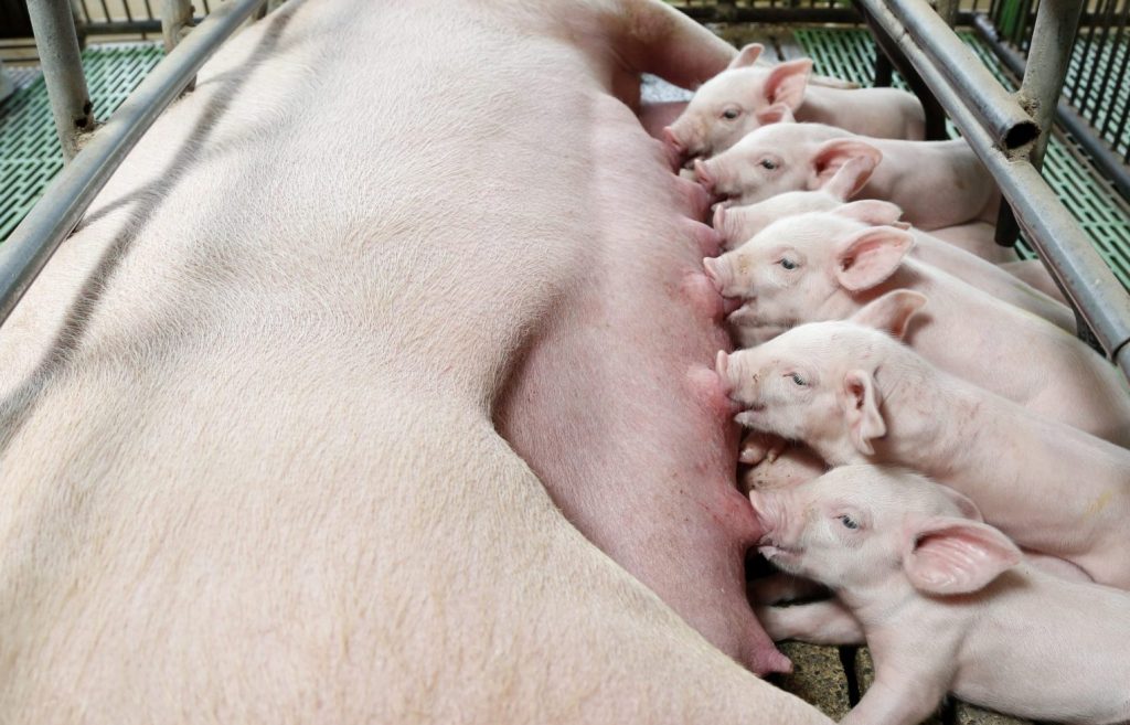 newborn piglets suckling.