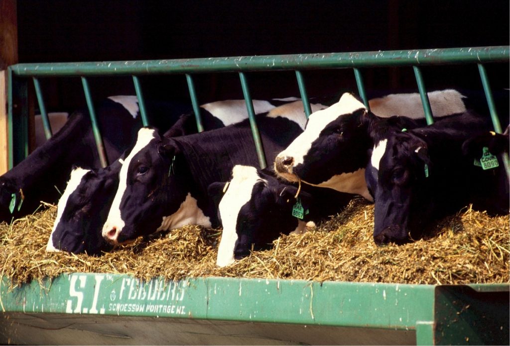 cows cattle dairy holstein farm feed animal livestock 773063.jpg!d (pxhere)